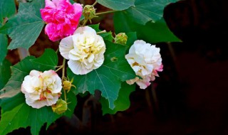 芙蓉什么时候开花的（芙蓉花是什么时候开花）