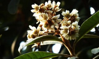 枇杷什么时候开花 枇杷什么时候开花的