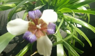 剑兰什么时候开花(剑兰什么时候开花花期多久)