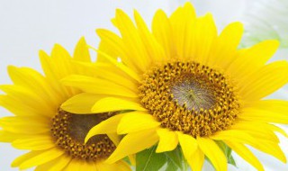 向日葵在什么时候开花 一天之内向日葵在什么时候开花