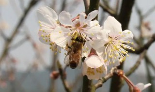 樱桃什么时候开花（樱桃什么时候开花什么时候成熟）