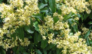 荔枝什么时候开花 莆田荔枝什么时候开花