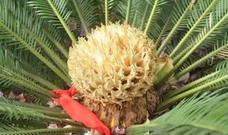 铁树什么时候开花(铁树什么时候开花在几月份)