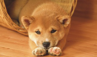 梦见黄狗是什么意思 梦见黄狗是什么意思周公解梦