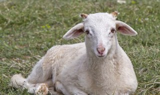 梦见山羊是什么意思 梦见山羊是什么意思周公解梦