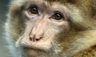 68年属什么生肖 68年属什么生肖属相什么命