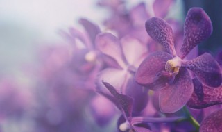 跳舞兰的养殖方法（跳舞兰怎样养）