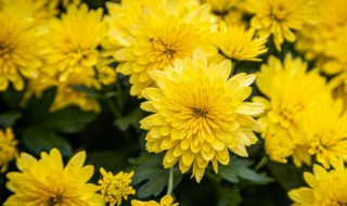 荷兰菊种植方法 荷兰菊的种植方法