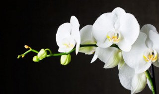 跳舞兰养殖方法 跳舞兰种植方法