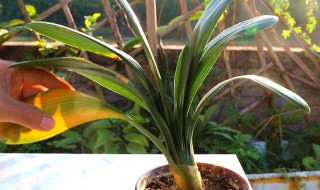 君子兰人工授粉的方法 君子兰授粉方式