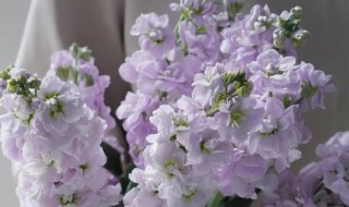 紫罗兰的水养方法(紫罗兰怎么水养)