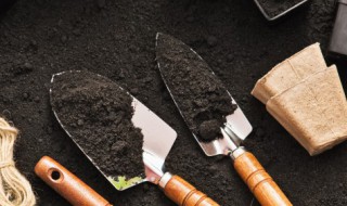 墨兰施肥方法（墨兰怎样施肥料）