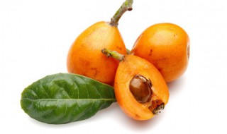 果蒂和果柄的区别（果梗和果柄的区别）