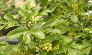 米兰叶子发黄怎么办 米兰花叶子发黄怎么办