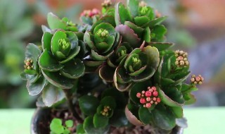 长寿花叶子边缘干枯的原因 长寿花叶子边缘干枯怎么回事