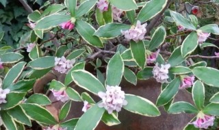 瑞香掉叶子怎么办（瑞香叶子干枯掉叶怎么补救）