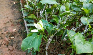 百香果树苗如何种植（百香果树苗如何种植修剪）