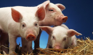 猪的哪个部位是培根肉（培根肉是什么肉）