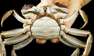 剩下的熟海蟹怎么保存(熟的蟹肉怎么保存)