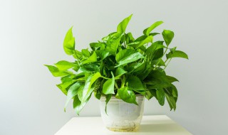 绿萝叶子发黑怎样救治(绿萝叶发黑怎么治)