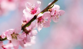梅花和桃花的区别 梅花和桃花的区别手绘图解