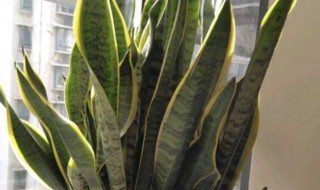 虎皮兰如何恢复金边 金边虎皮兰金边怎么变淡消失了