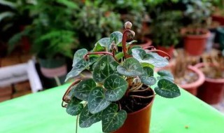 仙客来的繁殖方法有哪些 仙客来的繁殖方法都有哪些