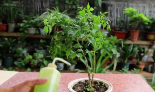 幸福树几天浇一次水 幸福树几天浇一次水最合适