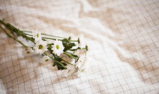 雏菊放在家里吉利吗（雏菊放家里是否不吉利）