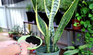 水培虎皮兰快速生根法（虎皮兰叶子水培生根后怎么移栽）