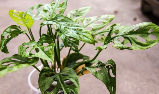 龙骨花叶子发黄是怎么了 龙骨叶子黄了什么原因