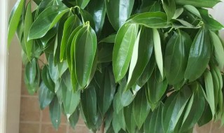 平安树叶子下垂怎么办 平安树叶子下垂是什么原因 怎么补救