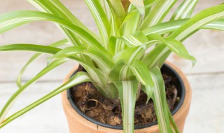 盆栽蝴蝶兰怎么养(盆栽蝴蝶兰怎么浇水)