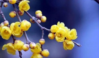 腊梅枝怎么养 腊梅花怎么养护