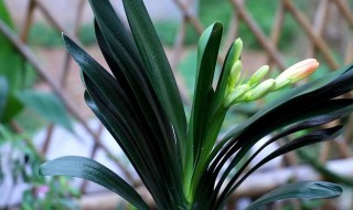 解决夹箭最好办法是什么（对红夹箭咋处理）