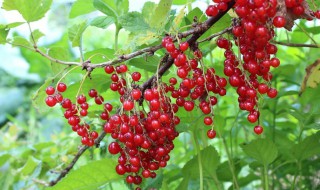 花椒树苗什么时候种植 花椒树苗几月种植