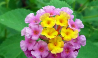 简简单单的六步操作解决五色梅难题（五色梅变色过程）