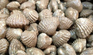 泥蚶是什么（韩国的泥蚶是什么）