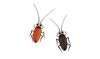 家里放什么可以驱蟑螂 放什么可以驱除蟑螂