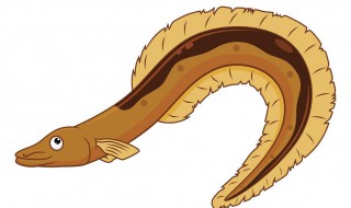 土龙和鳗鱼的区别(土龙和鳗鱼有什么区别)