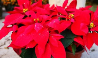 春节开的花有哪些（春节期间开的花有哪些）