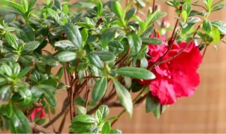 杜鹃花开花后怎么修剪(开花后的杜鹃花怎么修剪)