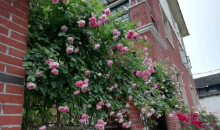 藤本月季冬季修剪方法 藤本月季冬剪怎么剪