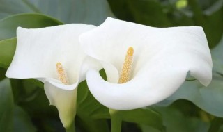 海芋花和马蹄莲的区别（芋头和马蹄莲的区别）