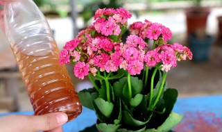 养长寿梅的注意事项 家里养长寿梅好吗