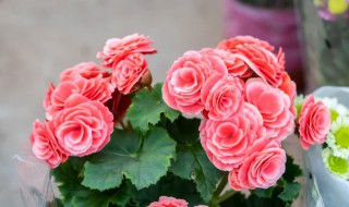 丽格海棠开完花后处理方法（丽格海棠花开败后怎么修剪）