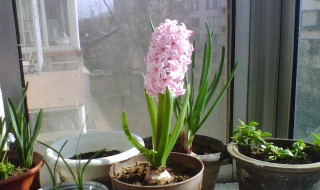 风信子怎么养土培 风信子能土培吗
