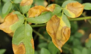 栀子花黄叶是什么原因（栀子花黄叶是什么原因和怎么防治）