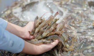 醉虾的做法家常做法 醉虾的做法大全