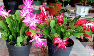 蟹爪兰叶子干瘪发软还能活吗 蟹爪兰叶子变软了